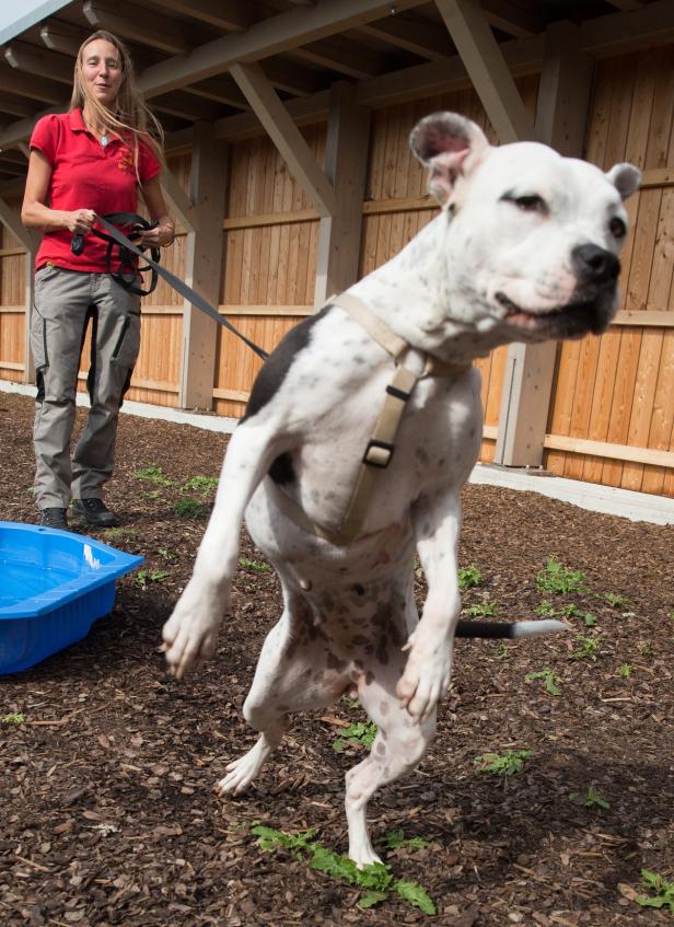 Ein Hund zum Welthundetag