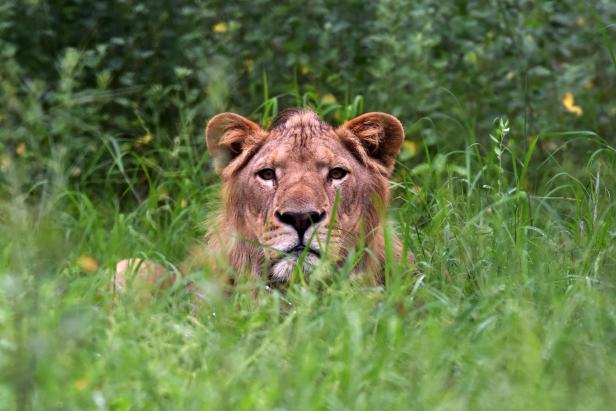 Zoo in Pakistan sagte umstrittene Löwen-Versteigerung ab