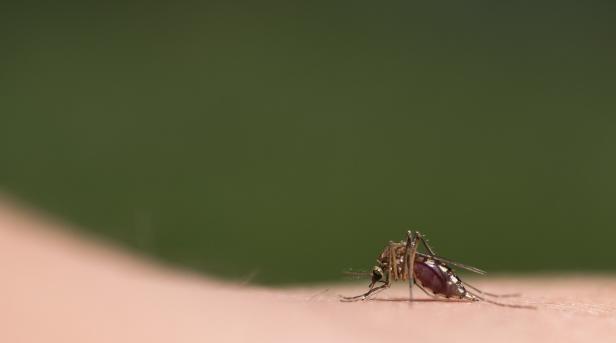 Massive Mückeninvasion sucht toskanischen Badeort Orbetello heim
