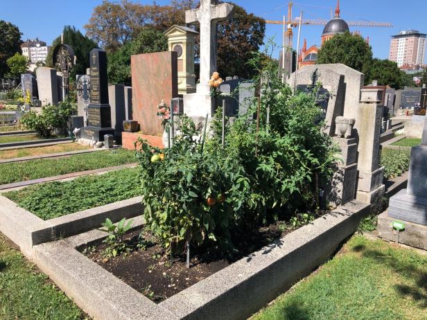 Garten auf dem Friedhof: Frisches Obst und Gemüse vom Totenacker