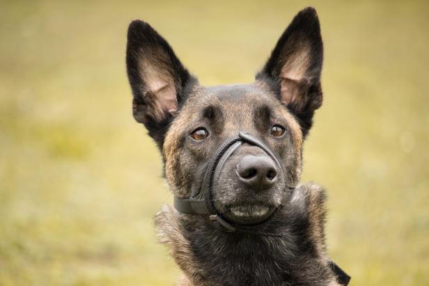 Polizeihunde qualvoll verendet: Ermittlungen gegen Beamten