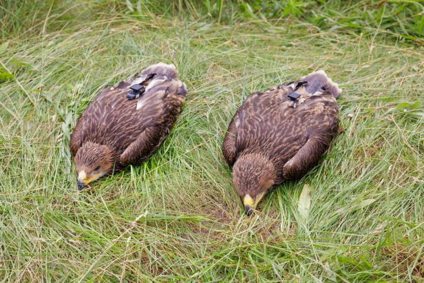 34 Kaiseradler-Paare haben heuer in Österreich gebrütet