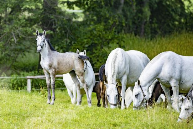 Lipizzaner hautnah