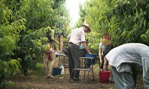 Filmkritik zu "Alcarràs": Bagger statt Pfirsichbäume