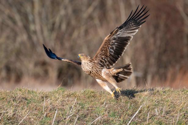 Kaiseradler fliegt auf.