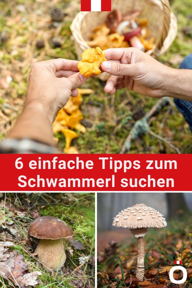 6 Tipps zum Schwammerl suchen