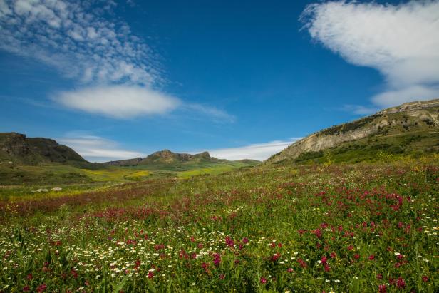 Vom Feld in den Tiegel: Wie aus Wildblumen Naturkosmetik entsteht