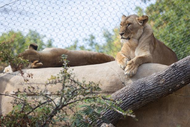 Zoo-Direktor Hering-Hagenbeck: "Der Löwe wird nicht zum Veganer"