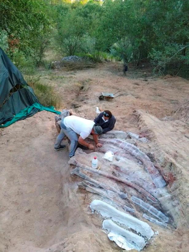 Womöglich größter Dinosaurier-Fund Europas in Portugal ausgegraben