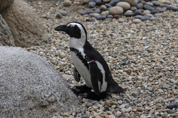 Kranker Pinguin im Zoo von San Diego erhält orthopädische Schuhe