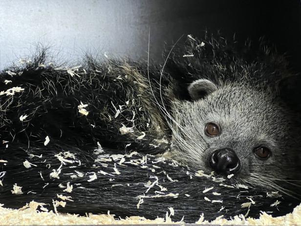 Neue Bewohner im Salzburger Zoo: Zwei asiatische Schleichkatzen