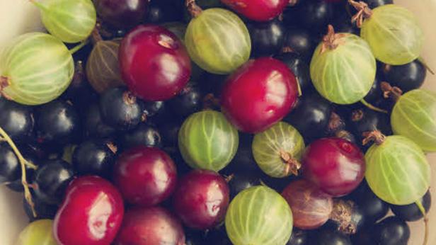 Gemischte Johannisbeeren und Stachelbeeren liegen nebeneinander.
