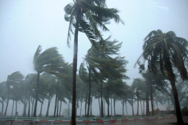 Palmen biegen sich im starken Wind während eines Sturms.