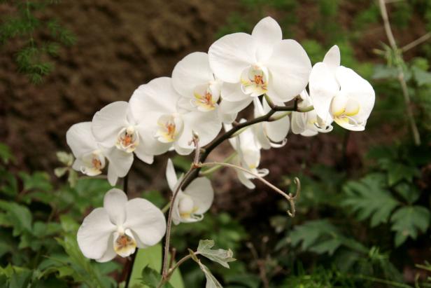 Orchideen: Was die Königin der Blumen mit dem Diktatorensohn zu tun hat