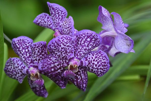 Warum eine Orchidee nun "Olaf Scholz" heißt