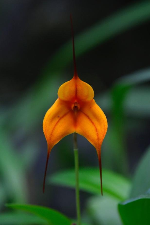 ECUADOR-AGRICULTURE-LIFESTYLE-FLOWERS-ORCHIDS Orchideen: Was die Königin der Blumen mit dem Diktatorensohn zu tun hat