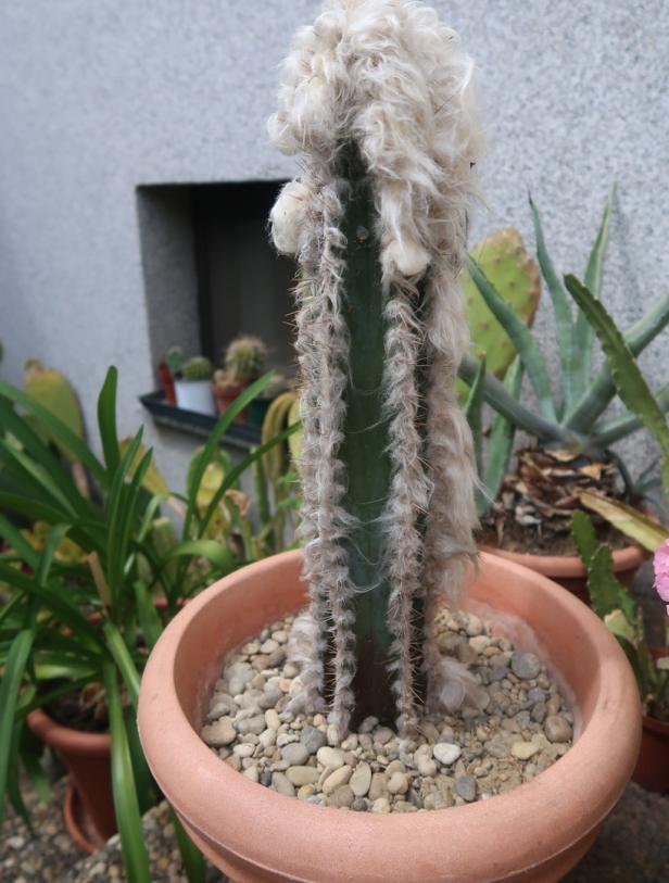 Frag den Gärtner: Kaktus Umtopfen leicht gemacht