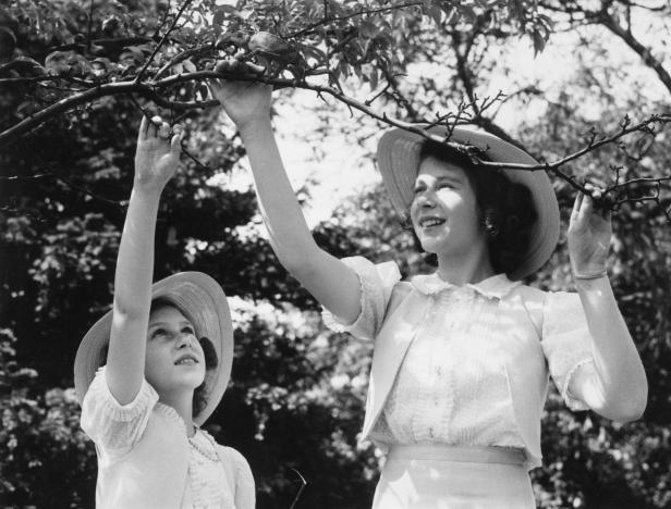 Prinzessin Elizabeth und Prinzessin Margaret erreichen nach Äpfeln an einem Baum.