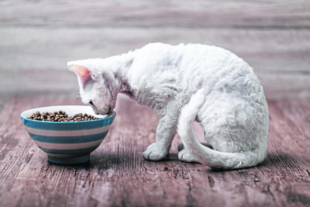 A small white cat eating cat food