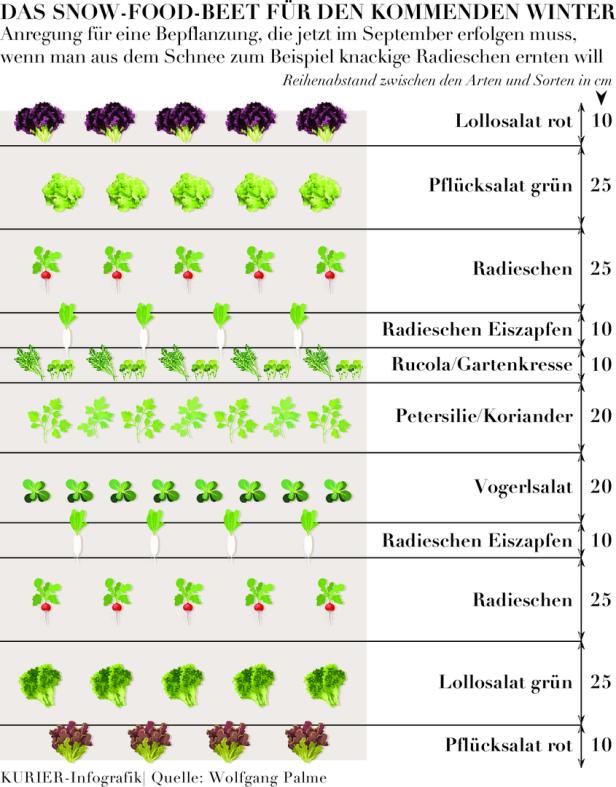 Eine Infografik zeigt einen Pflanzplan für ein winterliches Gemüsebeet mit verschiedenen Salatsorten und Radieschen.