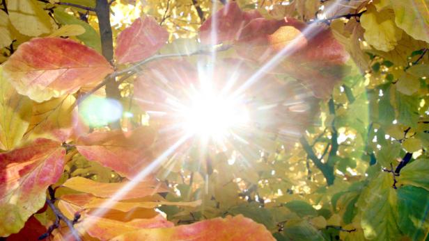 Sonnige Herbsttage laden zu ausgedehnten Spaziergängen ein.