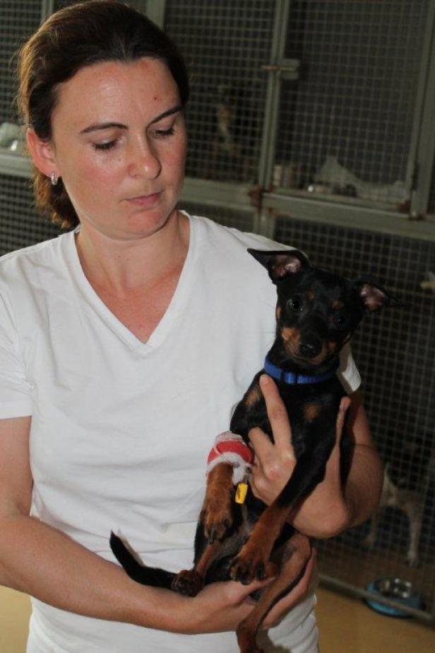 Der Rehpinscher wird im Tierschutzhaus in Vösendorf betreut