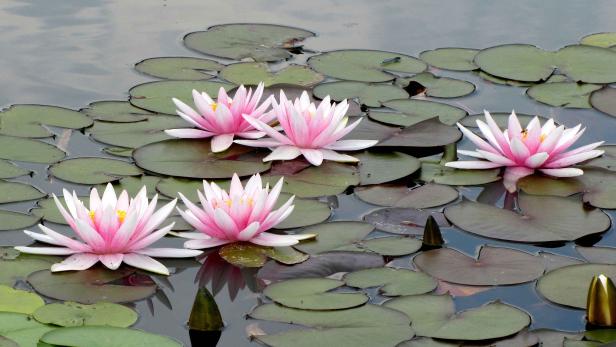 Damit Sie im nächsten Sommer wieder Freude an Ihrem Gartenteich haben, müsen Sie ihn gut durch den Winter bringen