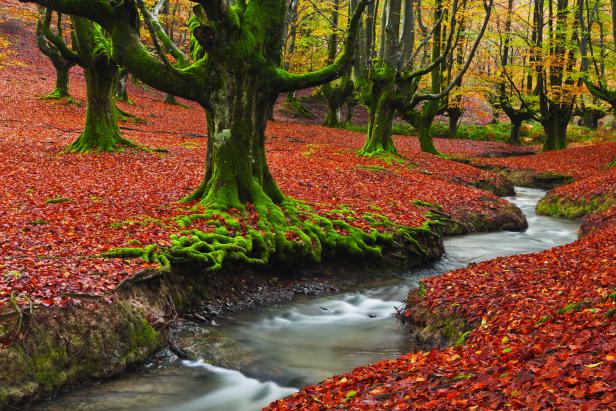 Ein Bachlauf schlängelt sich durch einen herbstlichen Wald mit moosbewachsenen Bäumen und rotem Laub.