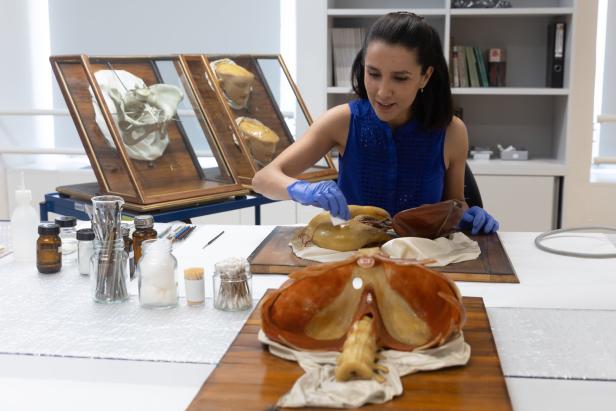 Eine Frau reinigt anatomische Modelle mit einem Wattestäbchen.