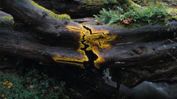Ein gefallener Baumstamm mit einem gelb hervorgehobenen Riss liegt im Wald.