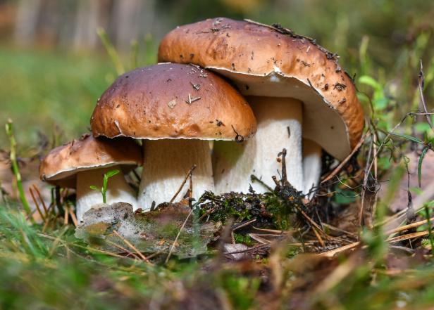 Drei Steinpilze wachsen im Gras und Moos.