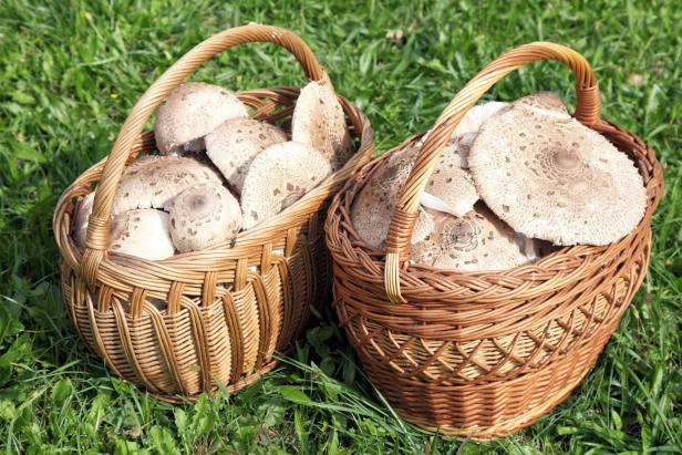 Zwei Körbe gefüllt mit Parasolpilzen stehen im Gras.