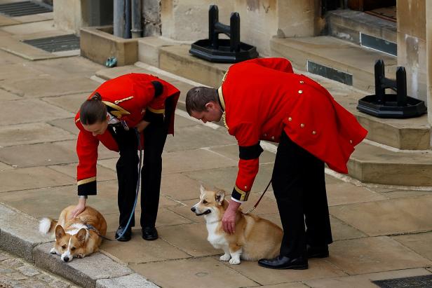 Queen: Auch Elizabeths II Hunde und Lieblings-Pferd bei Staatsbegräbnis