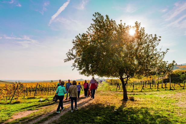 Eine Gruppe von Menschen wandert durch einen Weinberg an einem sonnigen Tag.