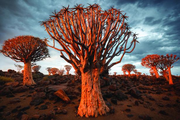 Ein Köcherbaumwald in Namibia unter einem bewölkten Himmel.