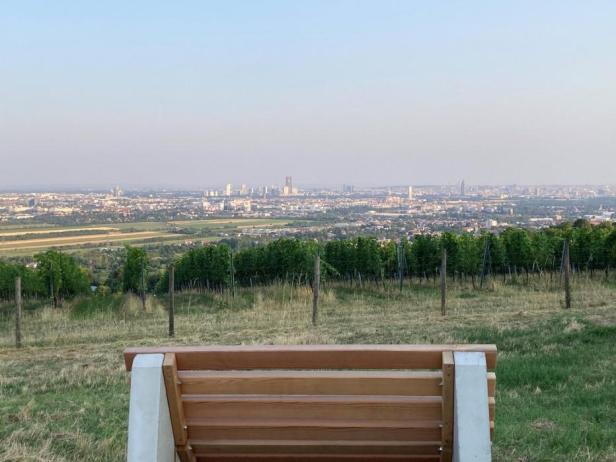 Blick von einer Bank über einen Weinberg auf Wien.