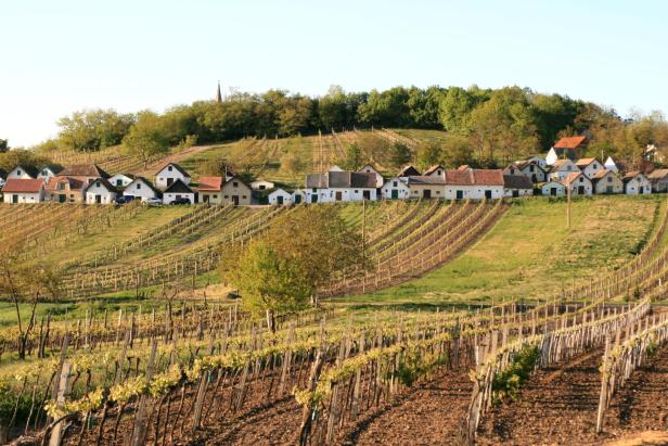 Weinberge erstrecken sich vor einer Reihe von Häusern auf einem Hügel.