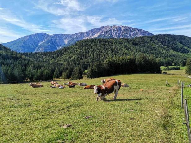 Eine Kuhherde grast auf einer grünen Wiese vor einer bewaldeten Berglandschaft.