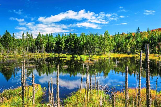 Ein stiller See spiegelt den blauen Himmel und die grünen Bäume wider.