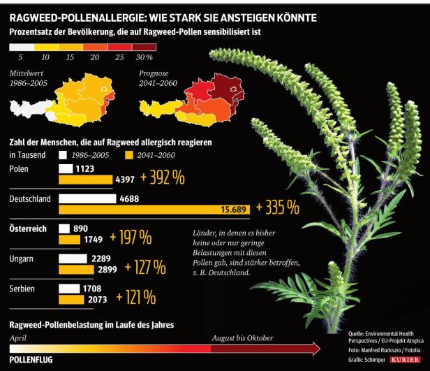 Ragweed: Jetzt wird die Pollenbelastung massiv