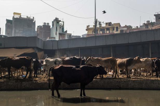 Eine Herde Kühe steht in einem städtischen Gewässer.