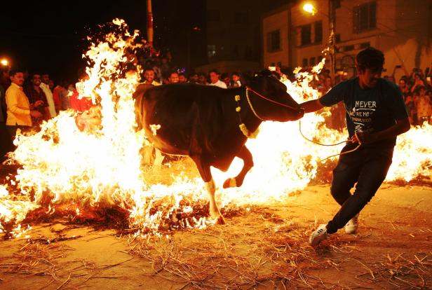 Ein Mann führt ein geschmücktes Rind über ein Feuer, während eine Menschenmenge zusieht.