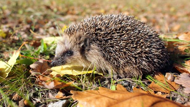 Ein Igel sitzt zwischen Blättern im Gras.