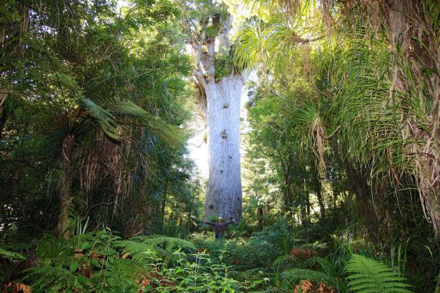 Eine Person steht vor einem riesigen Kauri-Baum im Waipoua Forest, Neuseeland.