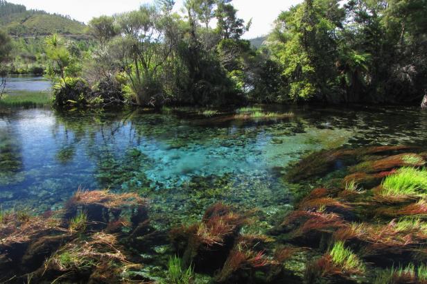 Klares, türkisfarbenes Wasser fließt durch eine üppige, grüne Landschaft.