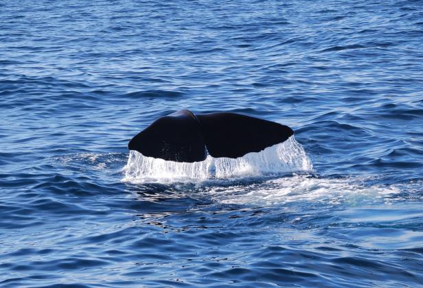 Die Schwanzflosse eines Wals taucht ins blaue Meer ein.