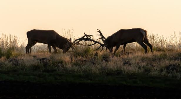 Wildlife in Österreich: Hirschbrunft - lauter Kampf um die Liebe!