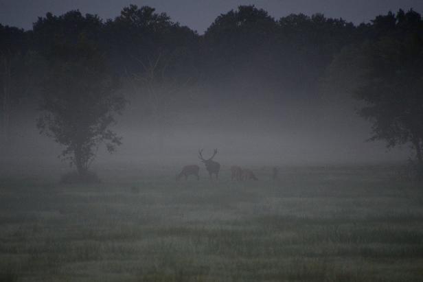 Wildlife in Österreich: Hirschbrunft - lauter Kampf um die Liebe!