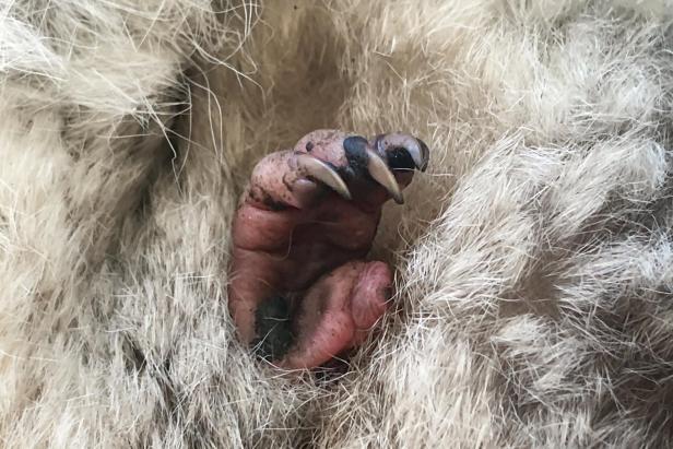 Tiergarten Schönbrunn:  Die Koalas haben Nachwuchs