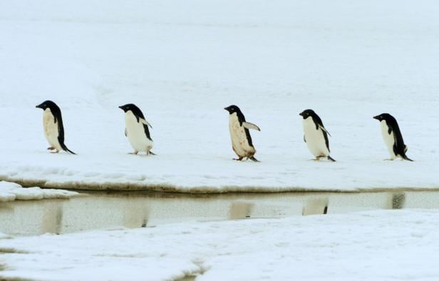 Total schräge Vögel: 15 Fakten über Pinguine